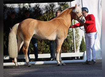 Edelbluthaflinger, Hengst, 3 Jaar, 144 cm, Vos