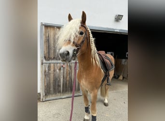 Edelbluthaflinger, Hengst, 3 Jaar, 145 cm
