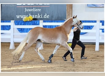 Edelbluthaflinger, Hengst, 3 Jaar, 151 cm, Vos