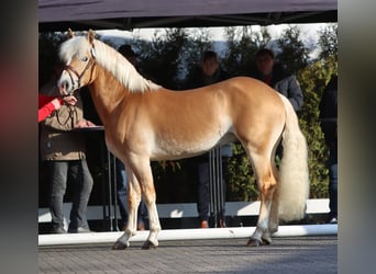Edelbluthaflinger, Hengst, 3 Jahre, 144 cm, Fuchs
