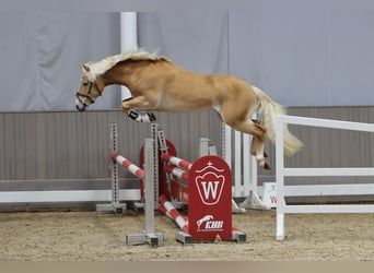Edelbluthaflinger, Hengst, 3 Jahre, 144 cm, Fuchs