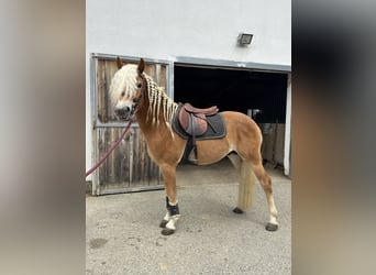 Edelbluthaflinger, Hengst, 3 Jahre, 145 cm