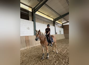 Edelbluthaflinger, Hengst, 3 Jahre, 145 cm