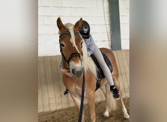 Edelbluthaflinger, Hengst, 3 Jahre, 145 cm