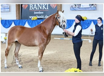 Edelbluthaflinger, Hengst, 3 Jahre, 147 cm, Fuchs