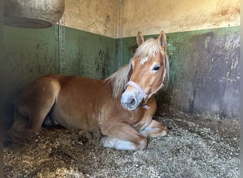 Edelbluthaflinger, Hengst, 4 Jahre, 146 cm, Fuchs