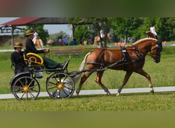 Edelbluthaflinger, Hengst, 6 Jahre, 148 cm