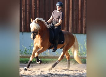 Edelbluthaflinger, Hengst, 6 Jahre, 148 cm