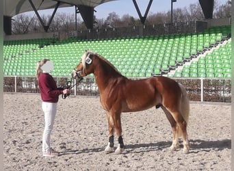 Edelbluthaflinger, Hengst, 8 Jahre, 146 cm, Fuchs
