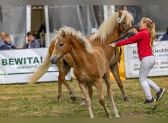 Edelbluthaflinger, Hengst, Fohlen (03/2025), 148 cm, Fuchs