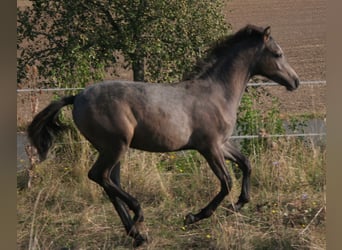 Edelbluthaflinger, Hengst, Fohlen (04/2024), 150 cm, Schimmel