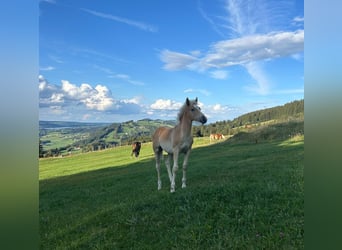 Edelbluthaflinger, Hengst, Fohlen (04/2026)