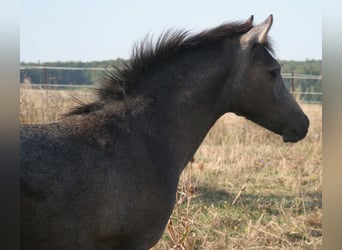 Edelbluthaflinger, Hengst, veulen (04/2024), 150 cm, Schimmel