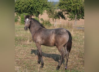 Edelbluthaflinger, Hengst, veulen (04/2024), 150 cm, Schimmel