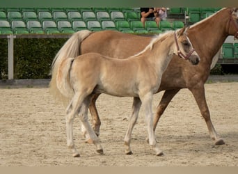 Edelbluthaflinger, Hengst, Veulen (05/2025), Vos