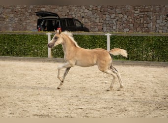 Edelbluthaflinger, Hengst, Veulen (05/2025), Vos