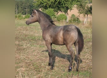 Edelbluthaflinger, Hingst, Föl (04/2024), 150 cm, Grå