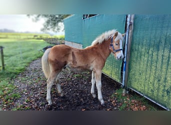 Edelbluthaflinger, Hingst, Föl (05/2024), fux