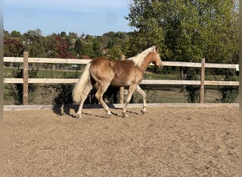 Edelbluthaflinger, Hongre, 1 Année, 144 cm, Alezan