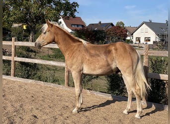Edelbluthaflinger, Hongre, 1 Année, 144 cm, Alezan
