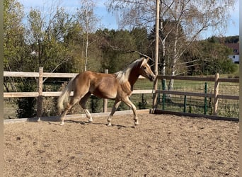 Edelbluthaflinger, Hongre, 1 Année, 144 cm, Alezan