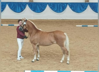 Edelbluthaflinger, Hongre, 2 Ans, 146 cm, Alezan