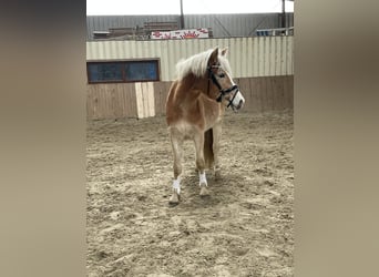 Edelbluthaflinger, Hongre, 3 Ans, 140 cm