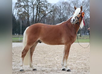 Edelbluthaflinger, Hongre, 3 Ans, 147 cm, Alezan
