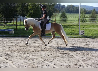 Edelbluthaflinger, Hongre, 3 Ans, 148 cm, Alezan