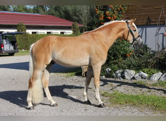 Edelbluthaflinger, Hongre, 3 Ans, 148 cm, Alezan