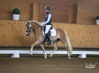 Edelbluthaflinger, Hongre, 3 Ans, 148 cm, Alezan