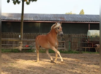 Edelbluthaflinger, Hongre, 3 Ans, 150 cm, Alezan