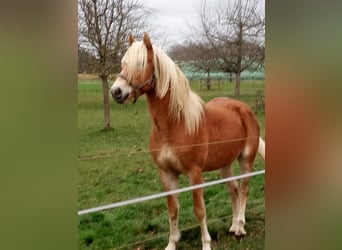 Edelbluthaflinger, Hongre, 3 Ans, 150 cm