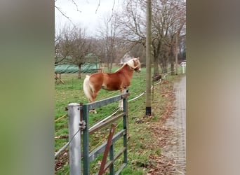 Edelbluthaflinger, Hongre, 3 Ans, 150 cm