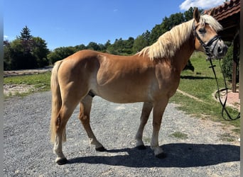 Edelbluthaflinger, Hongre, 4 Ans, 148 cm