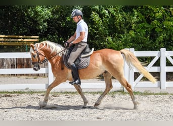 Edelbluthaflinger, Hongre, 5 Ans, 152 cm, Alezan