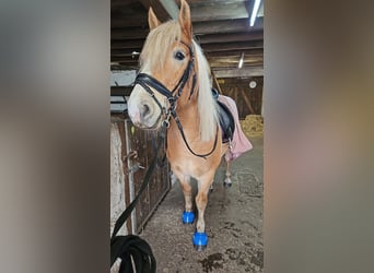 Edelbluthaflinger, Hongre, 6 Ans, 143 cm, Alezan