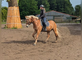 Edelbluthaflinger, Hongre, 6 Ans, 150 cm, Alezan