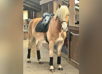 Edelbluthaflinger, Hongre, 6 Ans, 156 cm, Palomino