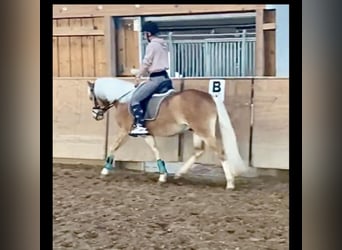 Edelbluthaflinger, Hongre, 7 Ans, 146 cm, Alezan