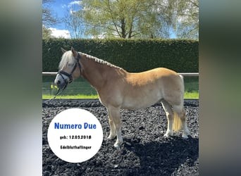Edelbluthaflinger, Hongre, 8 Ans, 142 cm, Isabelle