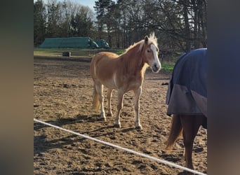 Edelbluthaflinger, Hongre, 8 Ans, 153 cm, Alezan