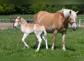 Edelbluthaflinger, Jument, 10 Ans, 151 cm, Alezan