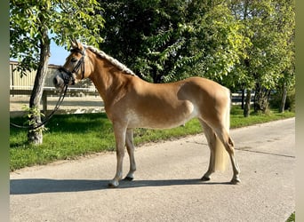 Edelbluthaflinger, Jument, 3 Ans, 140 cm