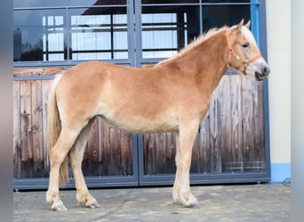 Edelbluthaflinger, Jument, 3 Ans, 150 cm, Alezan