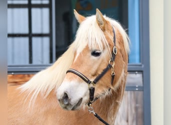 Edelbluthaflinger, Jument, 3 Ans, 150 cm, Alezan