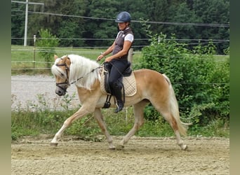 Edelbluthaflinger, Jument, 3 Ans, 150 cm, Alezan