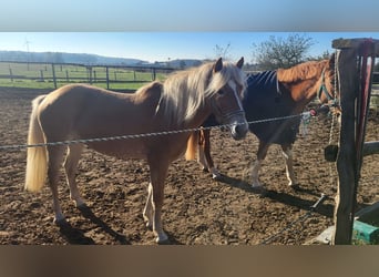 Edelbluthaflinger, Jument, 4 Ans, 145 cm, Palomino