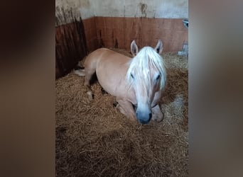 Edelbluthaflinger, Jument, 4 Ans, 146 cm, Alezan