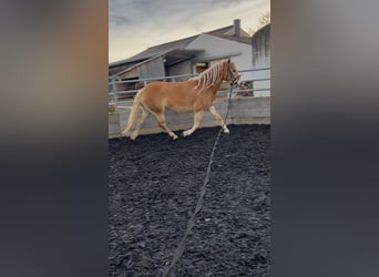 Edelbluthaflinger, Jument, 4 Ans, 146 cm, Alezan